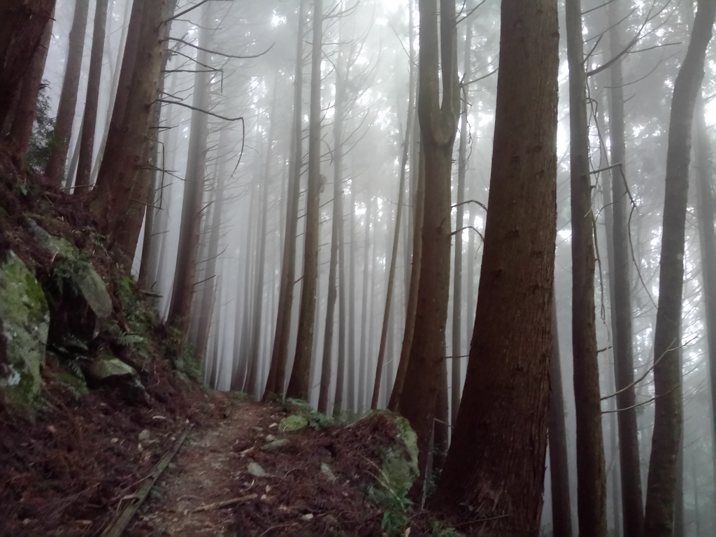 DSC_3772.JPG - 南庄  加里山  森林鐵道