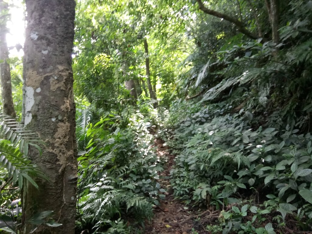 DSC_2975.JPG - 大溪  金面山登山步道