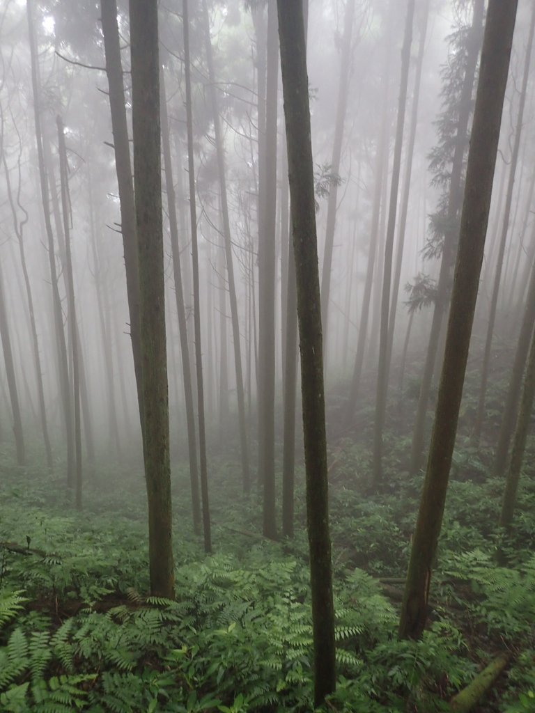 P9250229.JPG - 南庄  向天湖之  迷霧森林