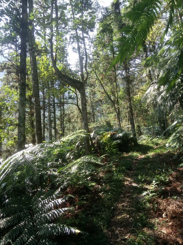 DSC_4012.JPG - 魚池  過坑山登山步道