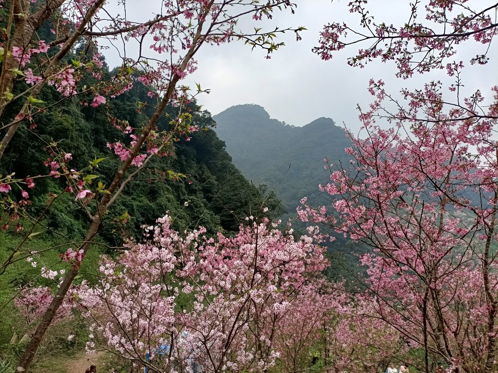 IMG20210226124100.jpg - 三峽  熊空  大熊櫻花林