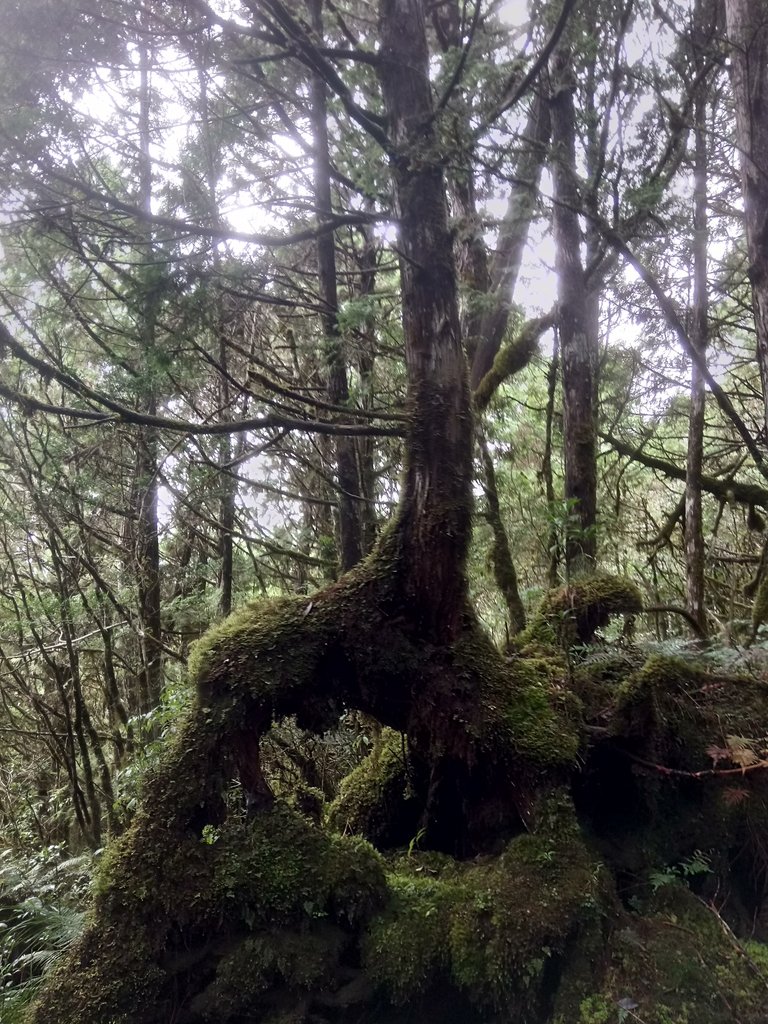 DSC_0064.JPG - 太平山  翠峰湖環山步道  01