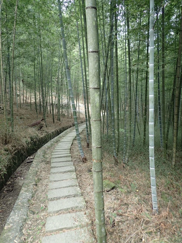 PA171282.JPG - 鹿谷  長源圳古道