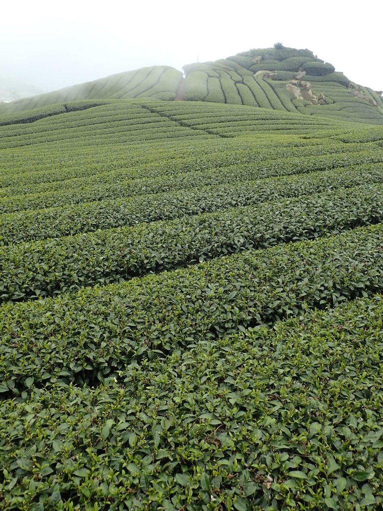 P3257850.JPG - 阿里山  隙頂茶園之美