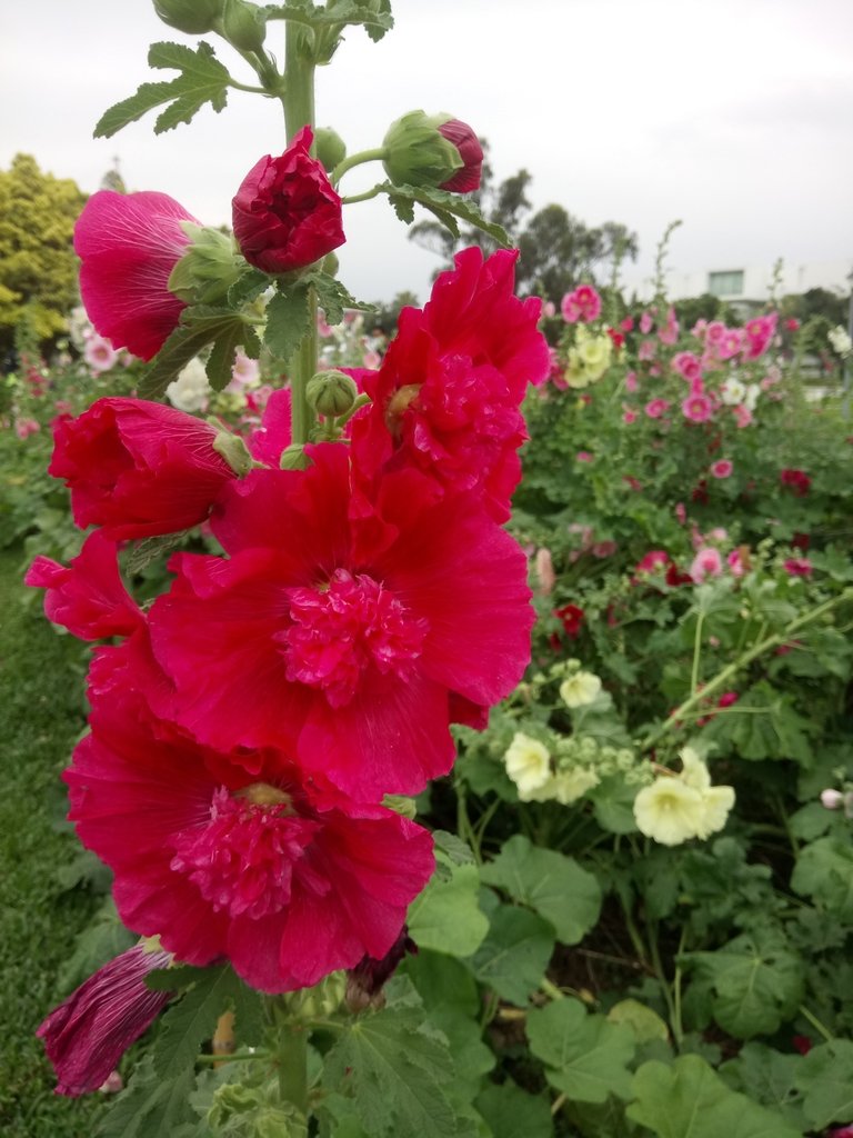 DSC_9224.JPG - 花博公園  蜀葵花季