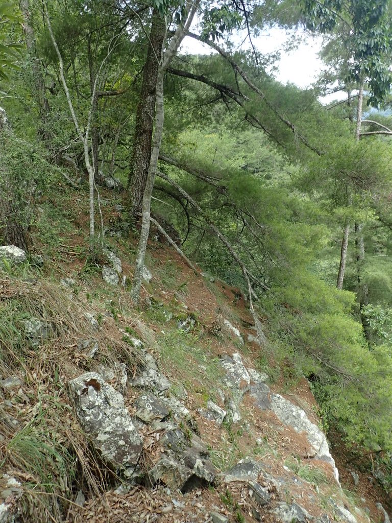 P6054124.JPG - 谷關七雄之  馬崙山  (上)