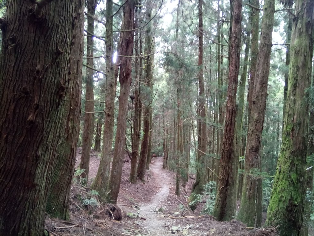 DSC_9988.JPG - 谷關七雄之  馬崙山  (下)