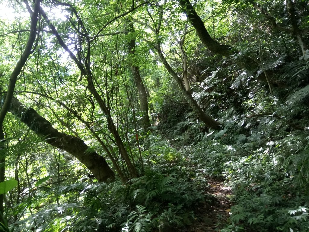 DSC_2978.JPG - 大溪  金面山登山步道