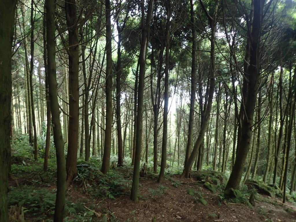 P9108407.JPG - 新竹  五指山登山步道