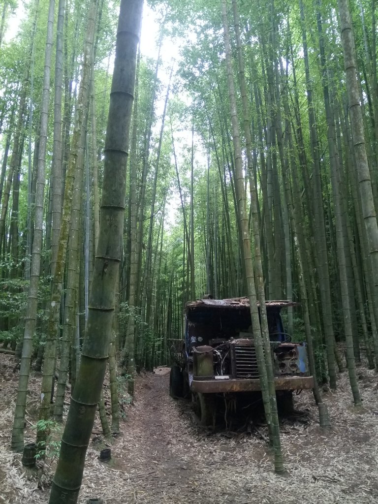 DSC_5255.JPG - 台中和平  長壽山登山步道  (中)