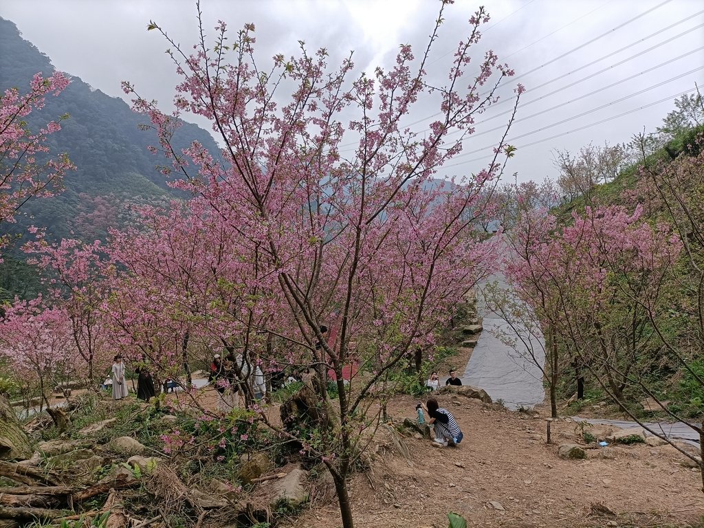 IMG20210226125202.jpg - 三峽  熊空  大熊櫻花林