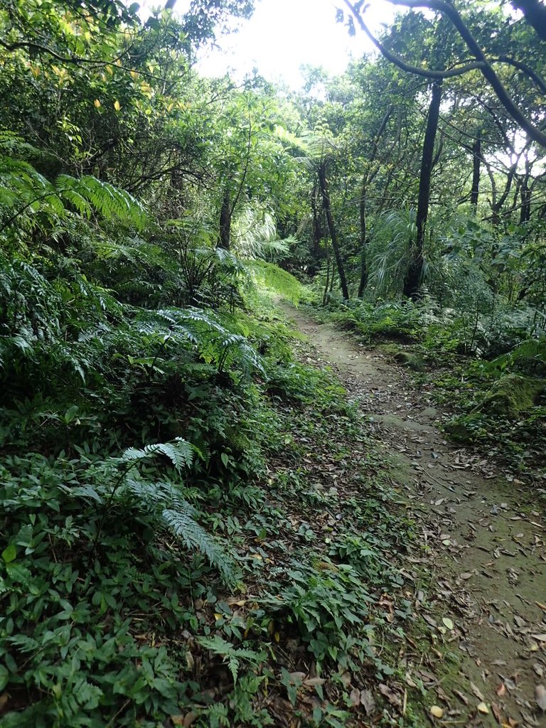 P7296070.JPG - 金山  竹子山古道  阿里磅瀑布