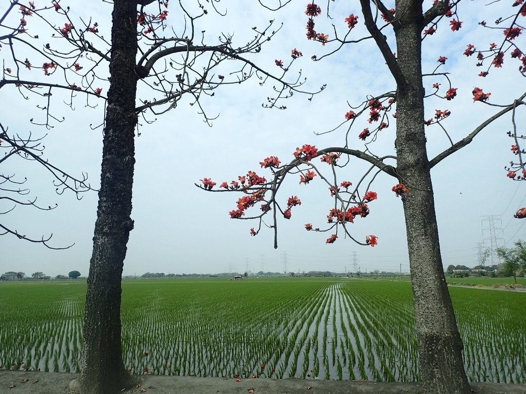 P3066475.JPG - 竹塘  田頭  木棉花道