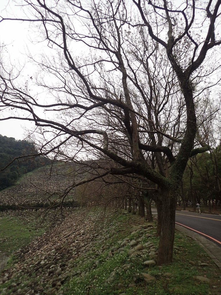 P2107648.JPG - 大溪  石門水庫  後池周遊