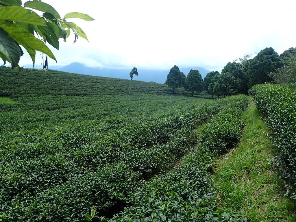 P8156641.JPG - 武界茶園  (01)