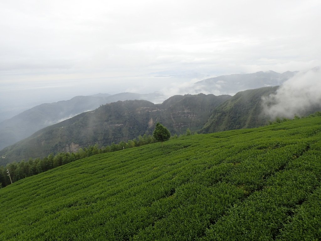 PA231844.JPG - 古坑  雲嶺之丘