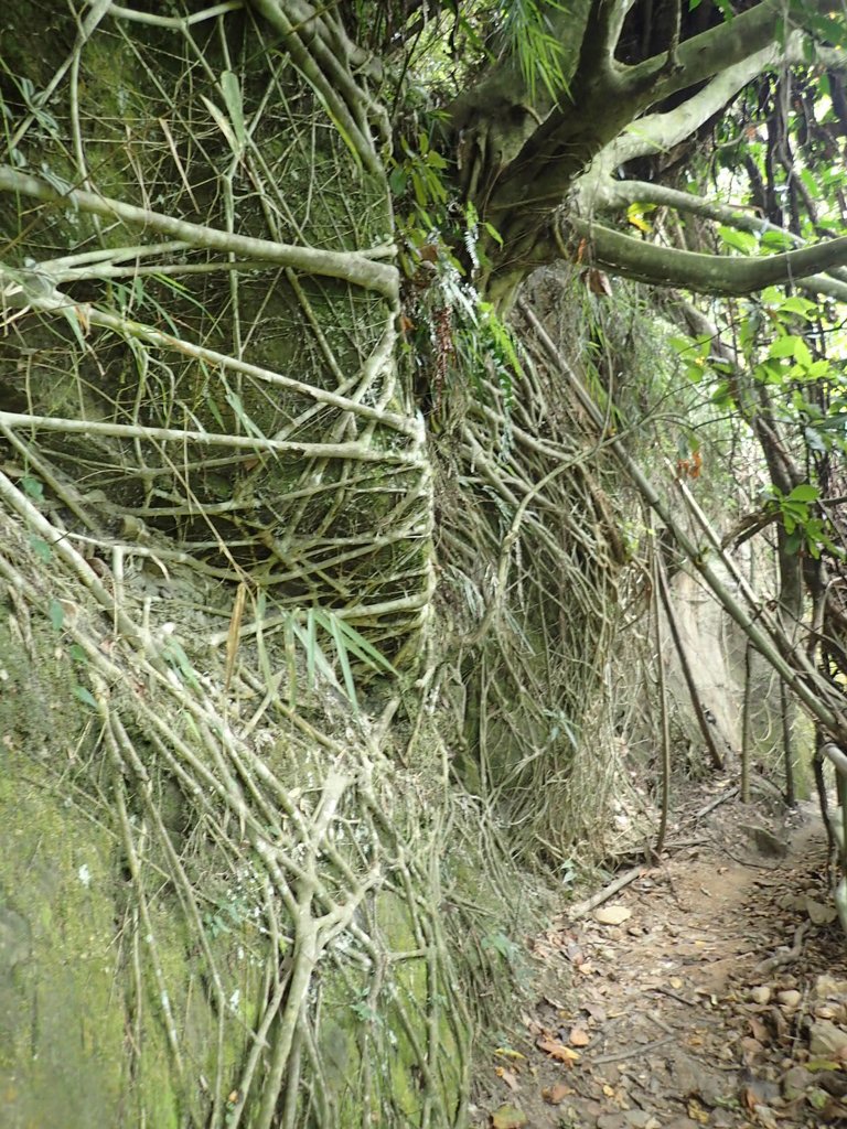 PA171289.JPG - 鹿谷  長源圳古道