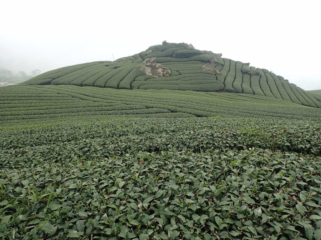 P3257854.JPG - 阿里山  隙頂茶園之美