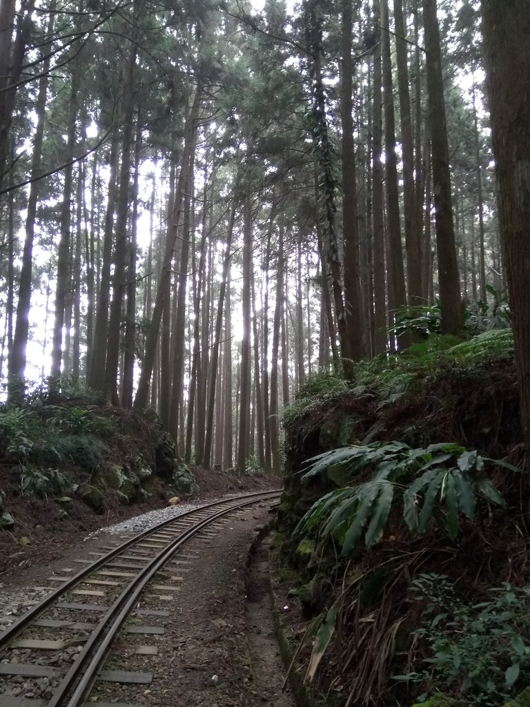 DSC_1524.JPG - 阿里山  二萬平  抱石神木