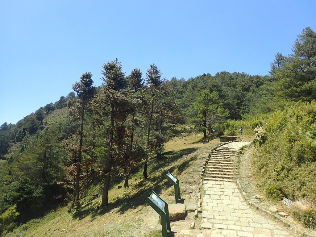 P3268156.JPG - 鹿林山  麟趾山步道  (02)