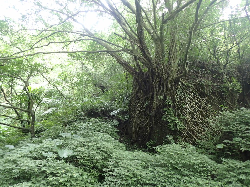 P3018867.JPG - 深坑  土庫岳登山步道  (02)