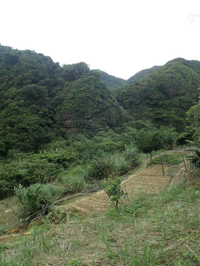 P3308262.JPG - 萬里  大路嶺古道行