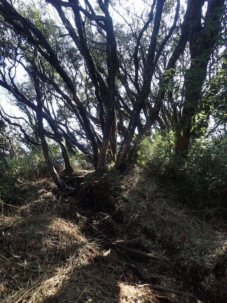 P2034786.JPG - 南庄  大坪林道  杜鵑嶺