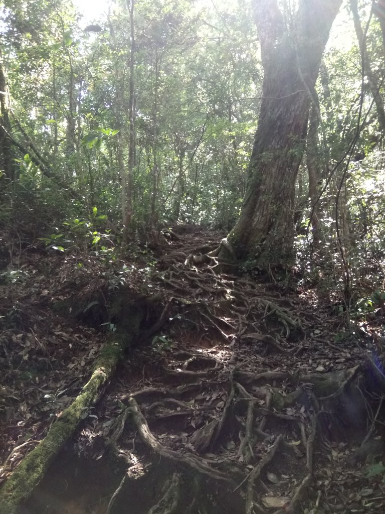 DSC_3819.JPG - 魚池  水社大山