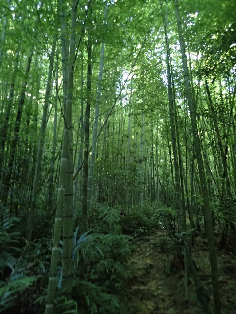 P7105087.JPG - 魚池  水社大山