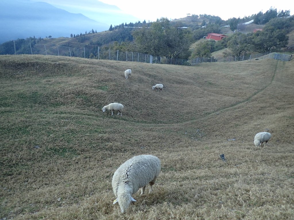 PC131908.JPG - 清境農場  牧野之美