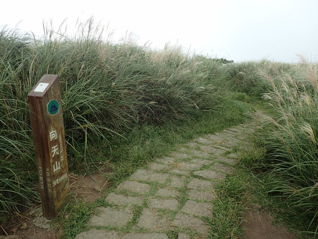 P9238240.JPG - 北投  面天山  向天湖步道