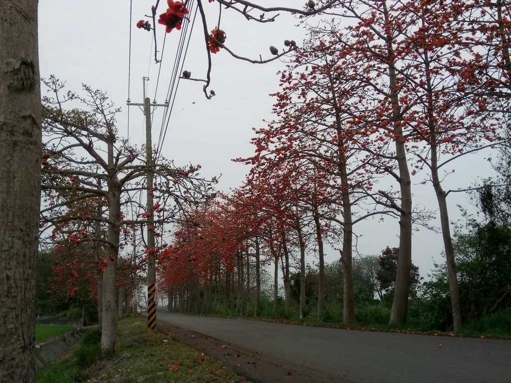 DSC_8249.JPG - 埤頭  東螺溪  木棉花