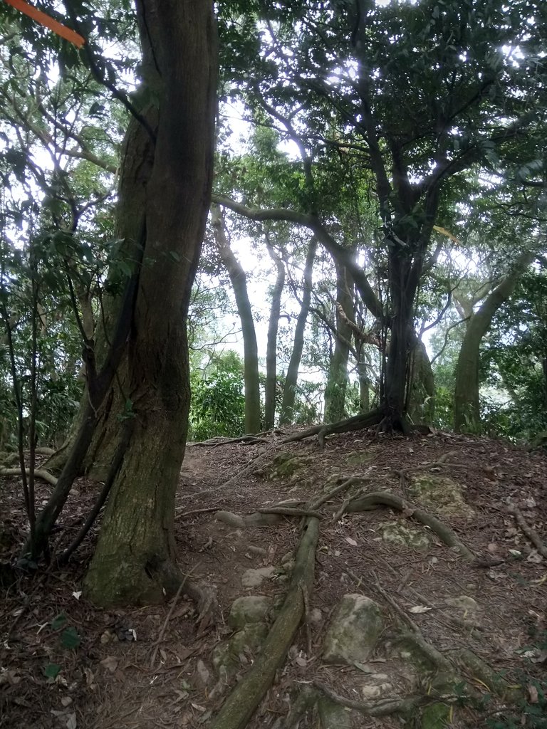 DSC_5143.JPG - 三峽  鳶尾山登山步道