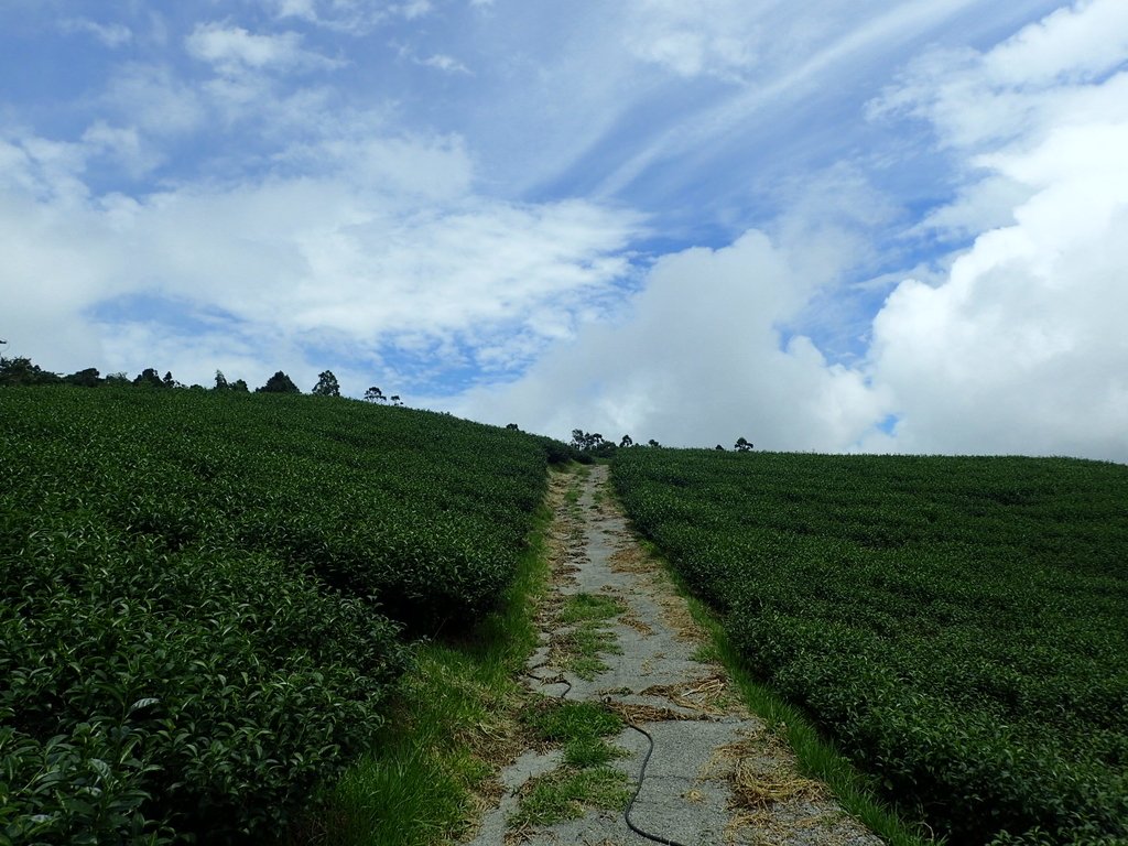 P8156649.JPG - 武界茶園  (01)