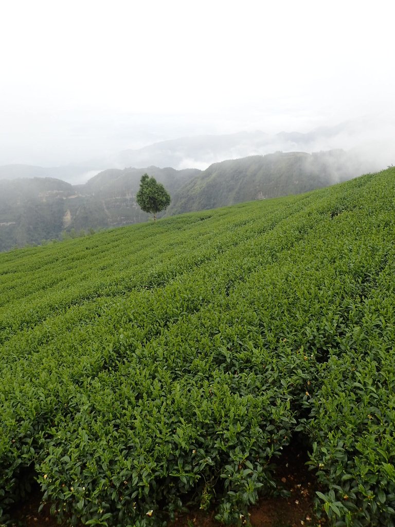 PA231848.JPG - 古坑  雲嶺之丘