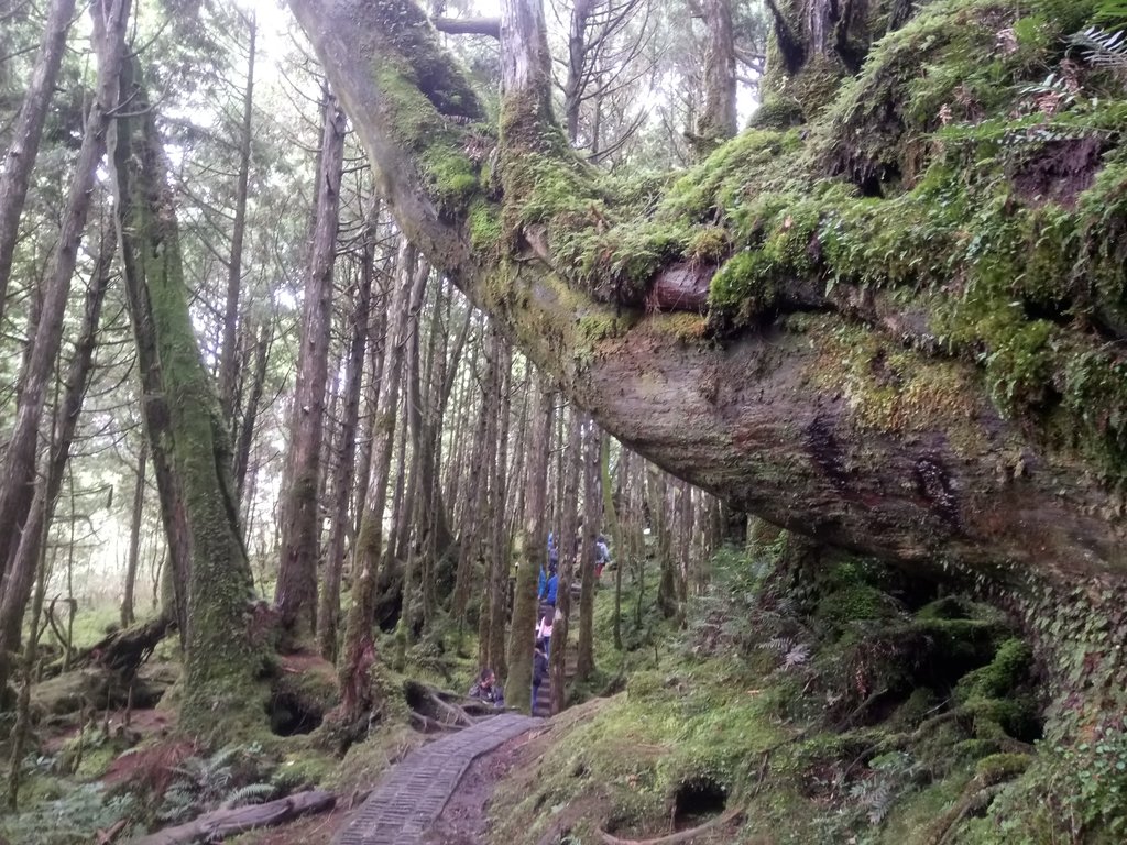 DSC_0073.JPG - 太平山  翠峰湖環山步道  01