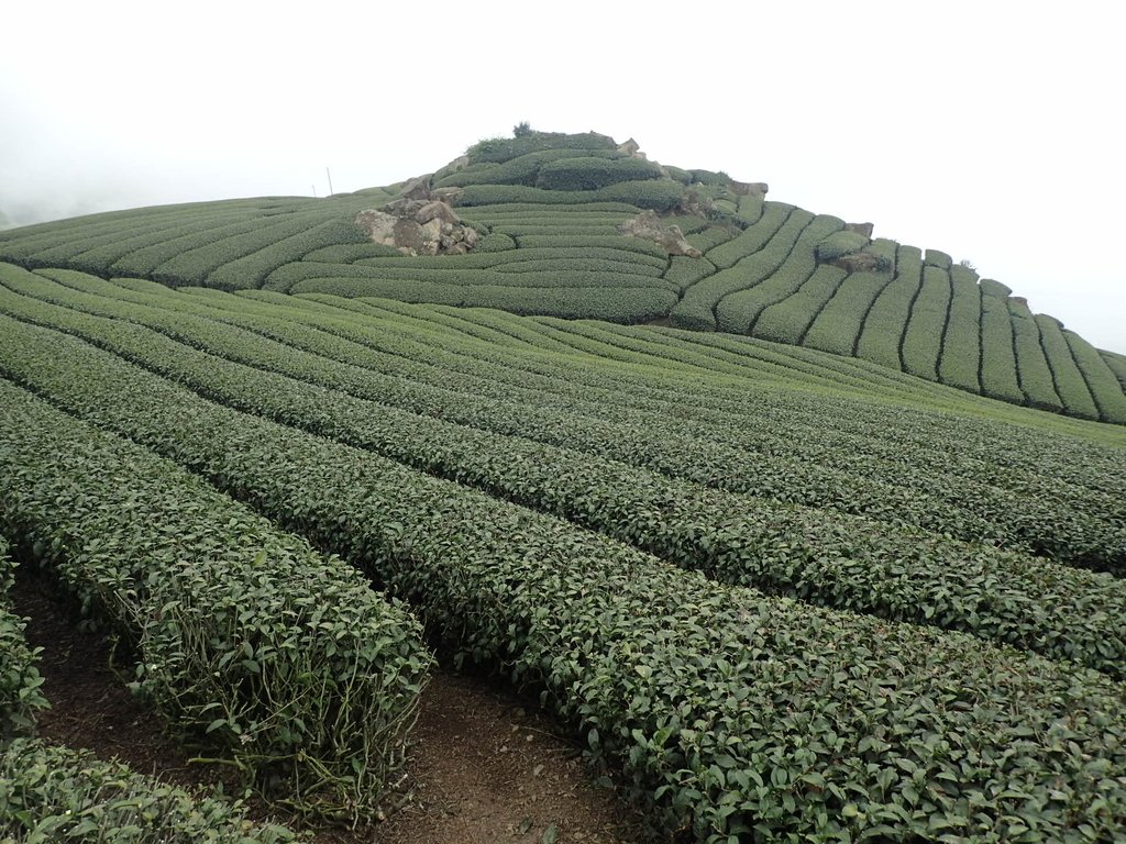 P3257858.JPG - 阿里山  隙頂茶園之美