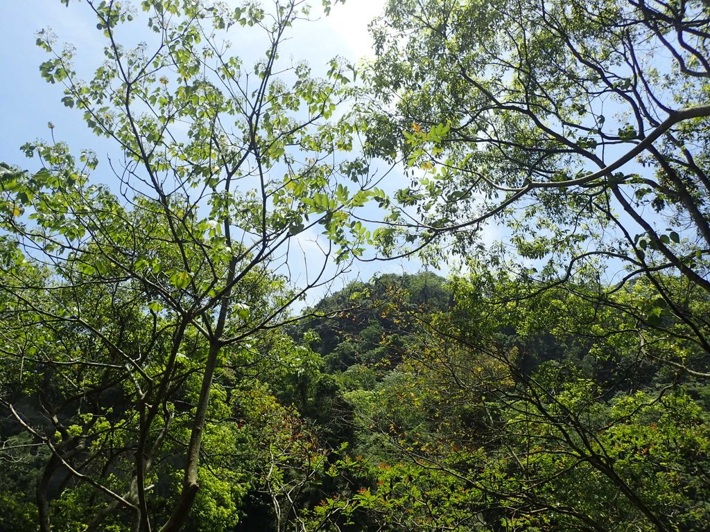 P4161458.JPG - 霧峰  青桐林生態園區