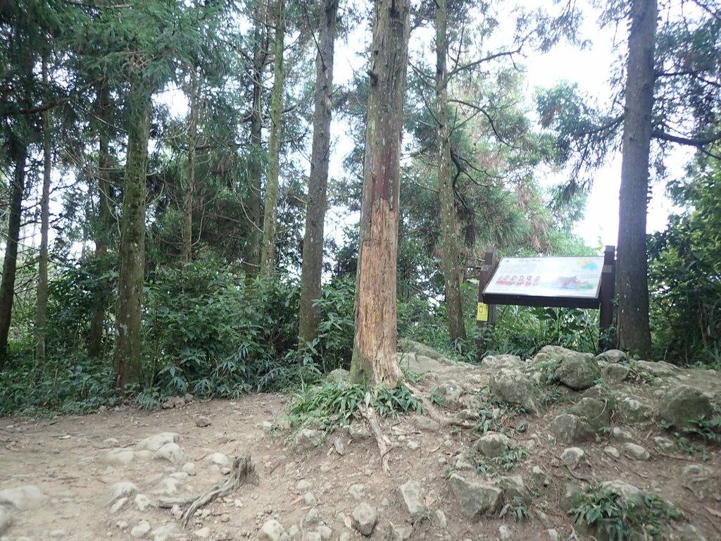 P9108427.JPG - 新竹  五指山登山步道