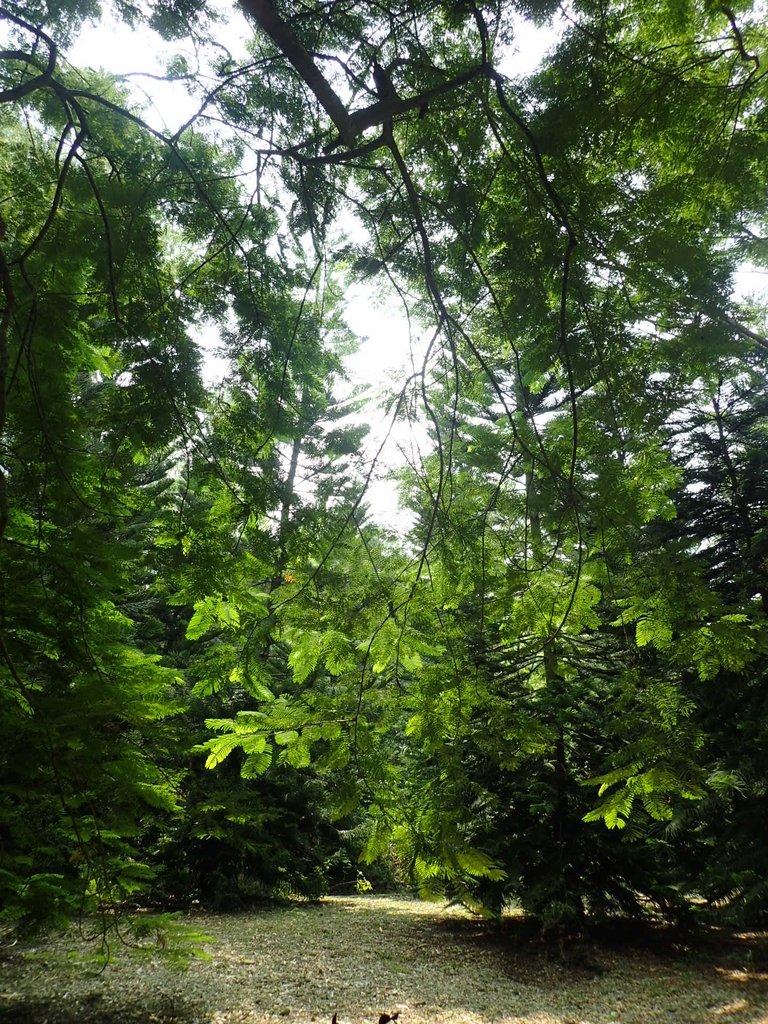 P9189244.JPG - 岡山  大崗山登山步道