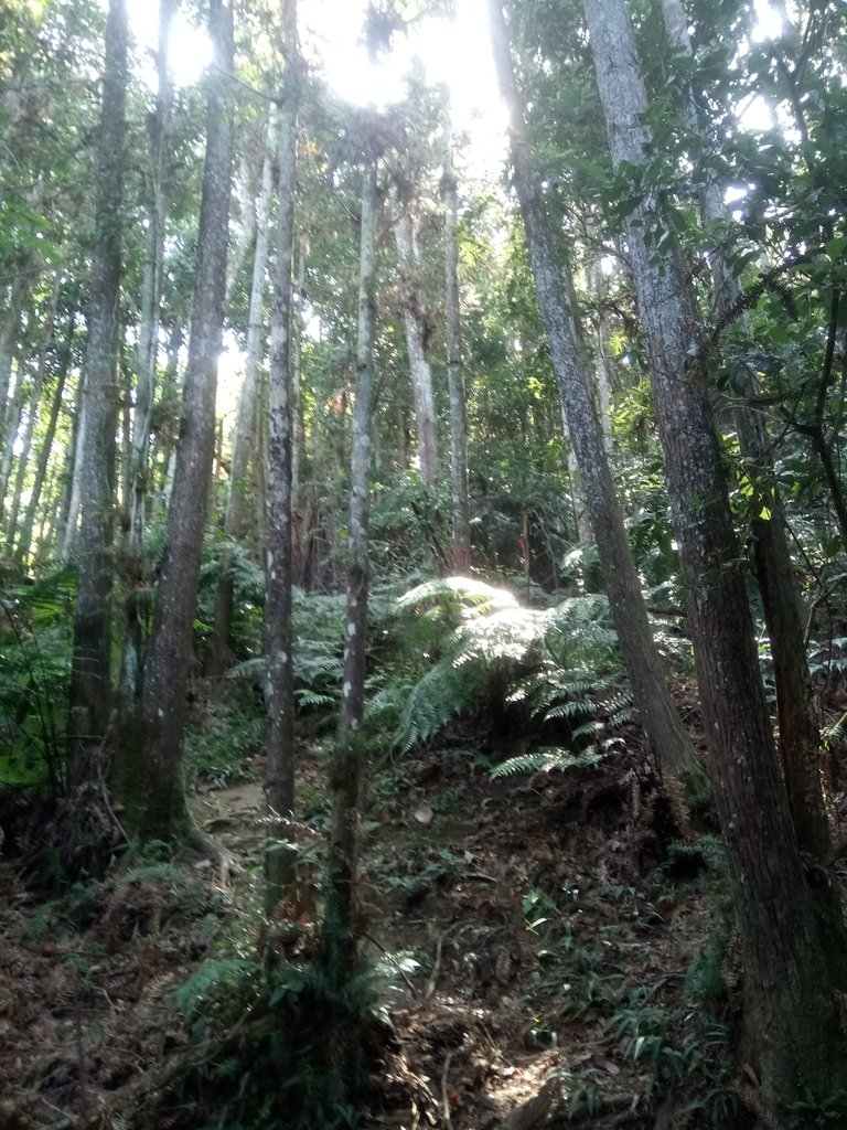 DSC_4020.JPG - 魚池  過坑山登山步道