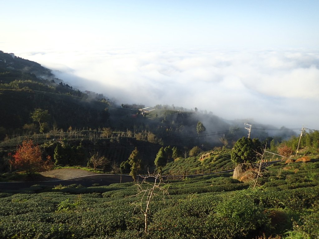 P1076366.JPG - 鹿谷  大崙山觀光茶園  (02)