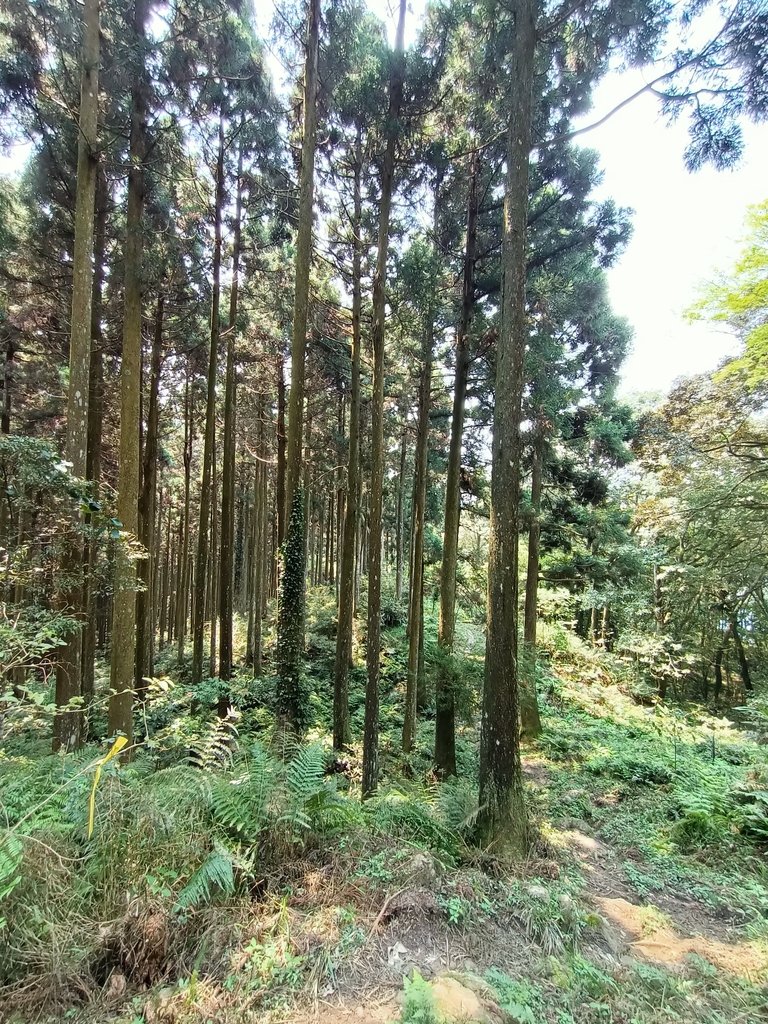 IMG20210403105709.jpg - 五峰  鵝公髻山登山步道  (02)