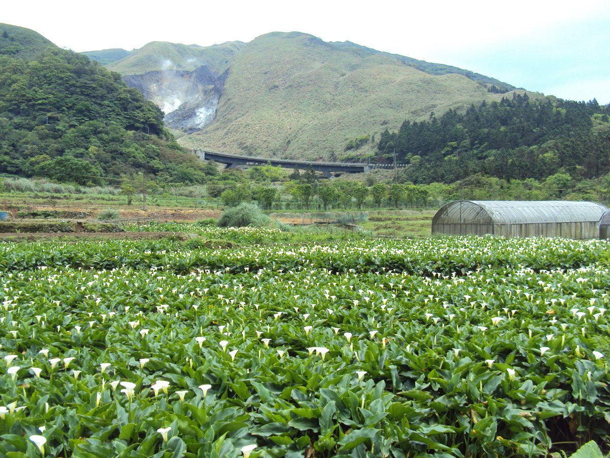 DSC05246.JPG - 竹子湖海芋步道