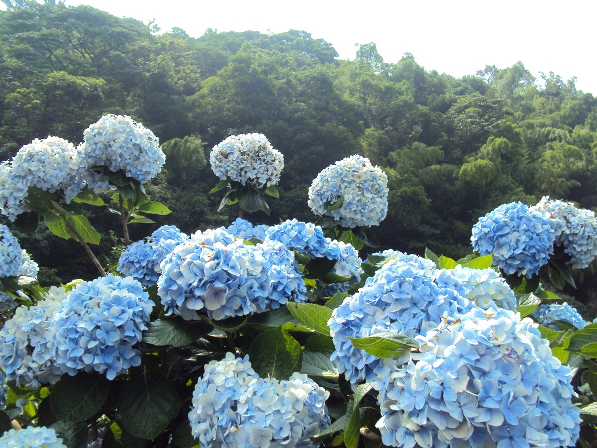 DSC08436.JPG - 水車寮  高家繡球花園