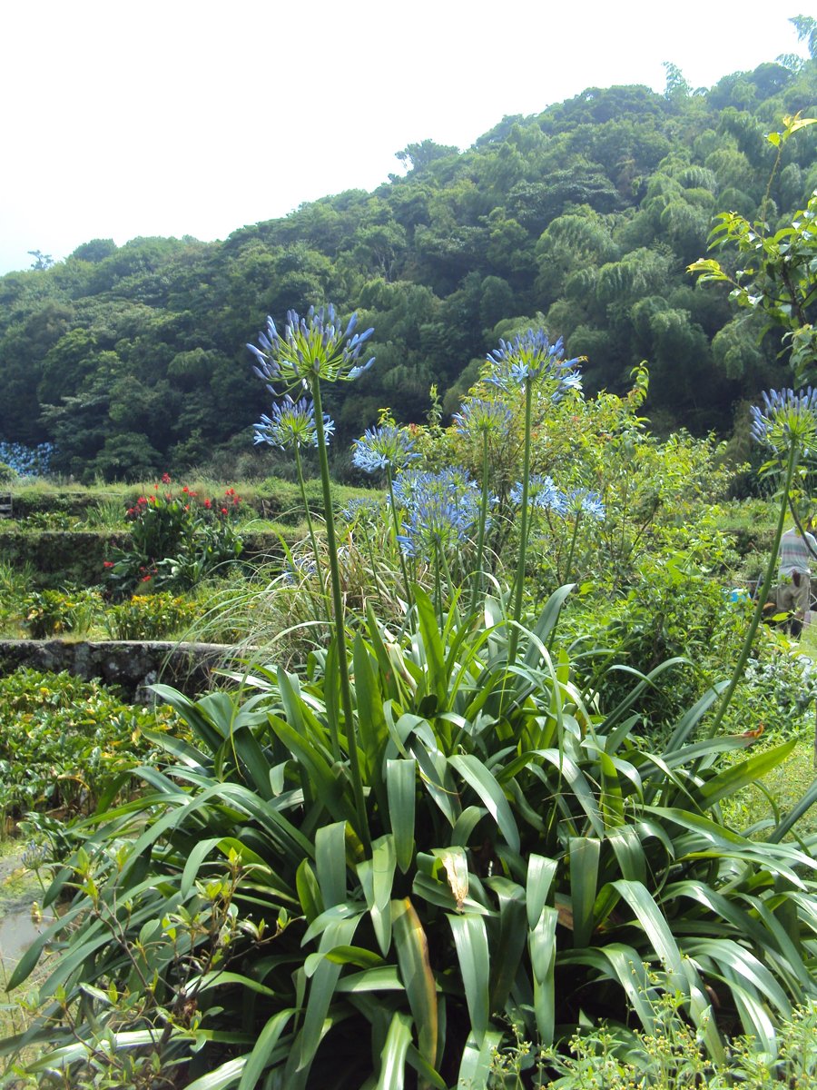 DSC08422.JPG - 水車寮  高家繡球花園