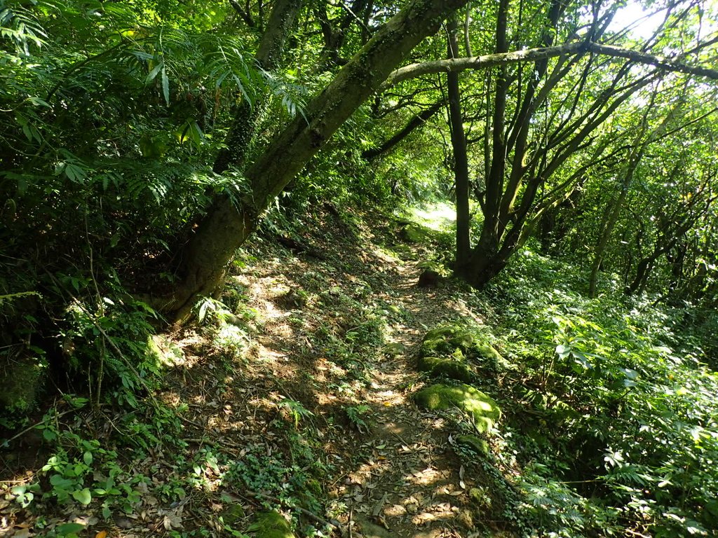 P7296073.JPG - 金山  竹子山古道  阿里磅瀑布