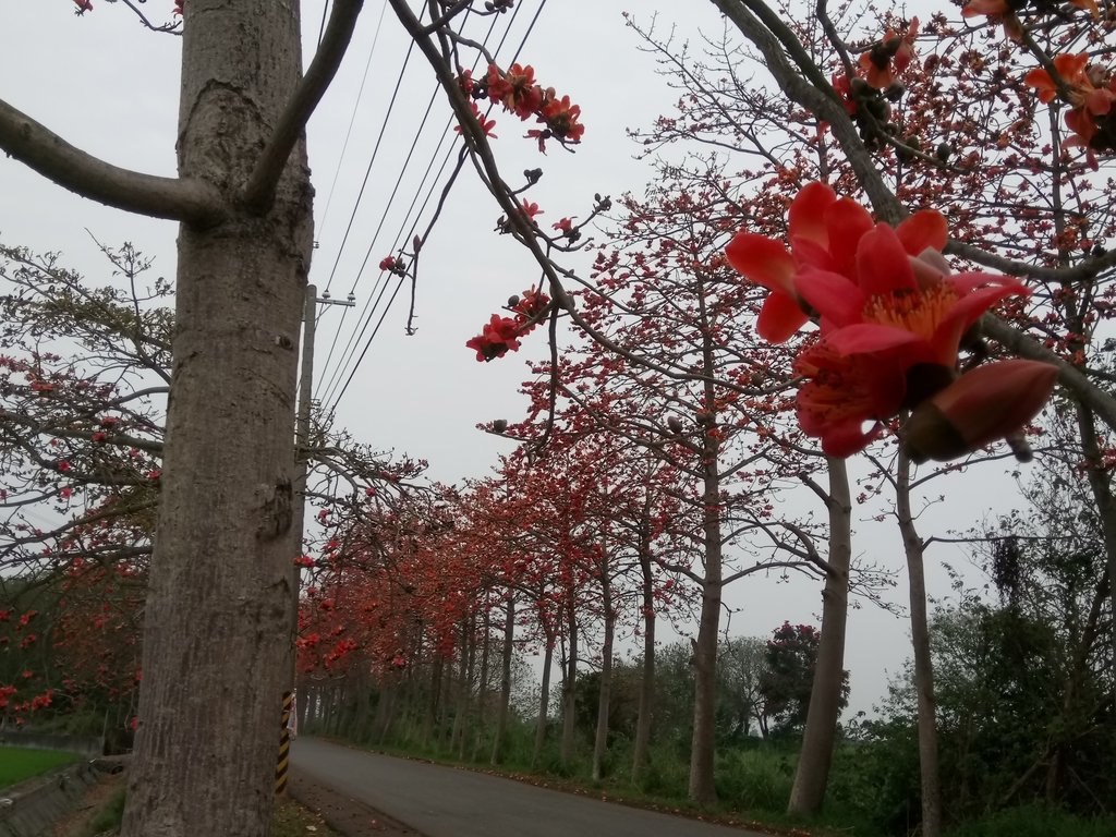 DSC_8252.JPG - 埤頭  東螺溪  木棉花