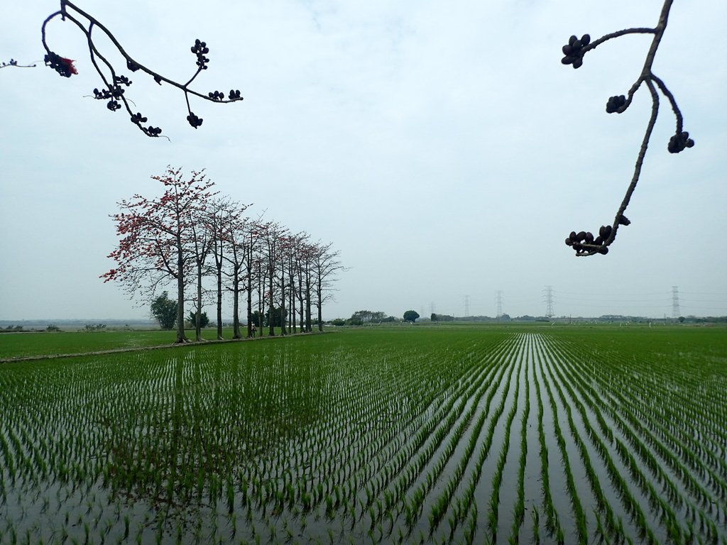 P3066495.JPG - 竹塘  田頭  木棉花道