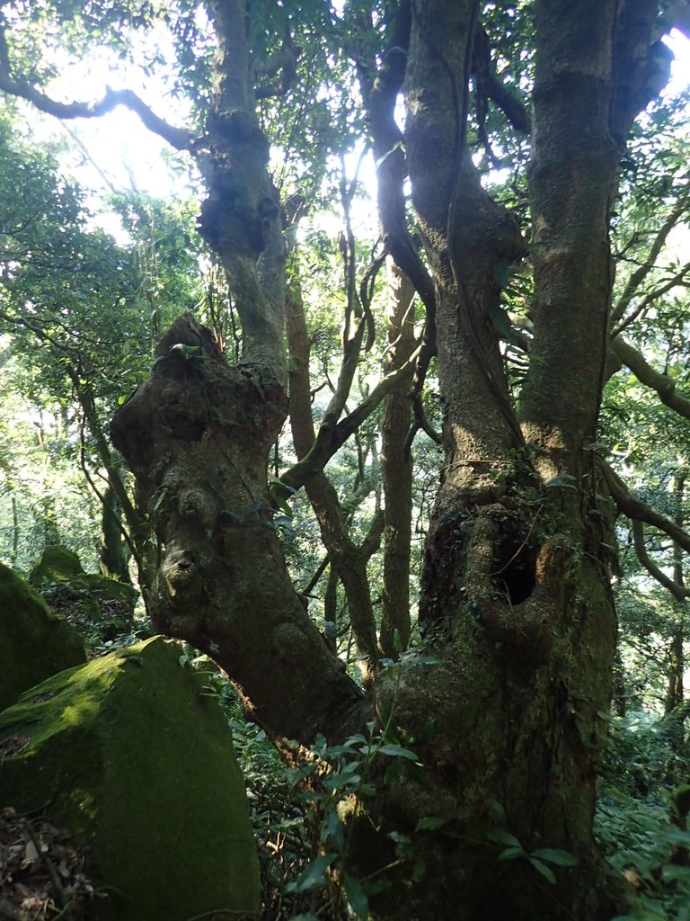 PB247246.JPG - 北投  中正山登山步道 03